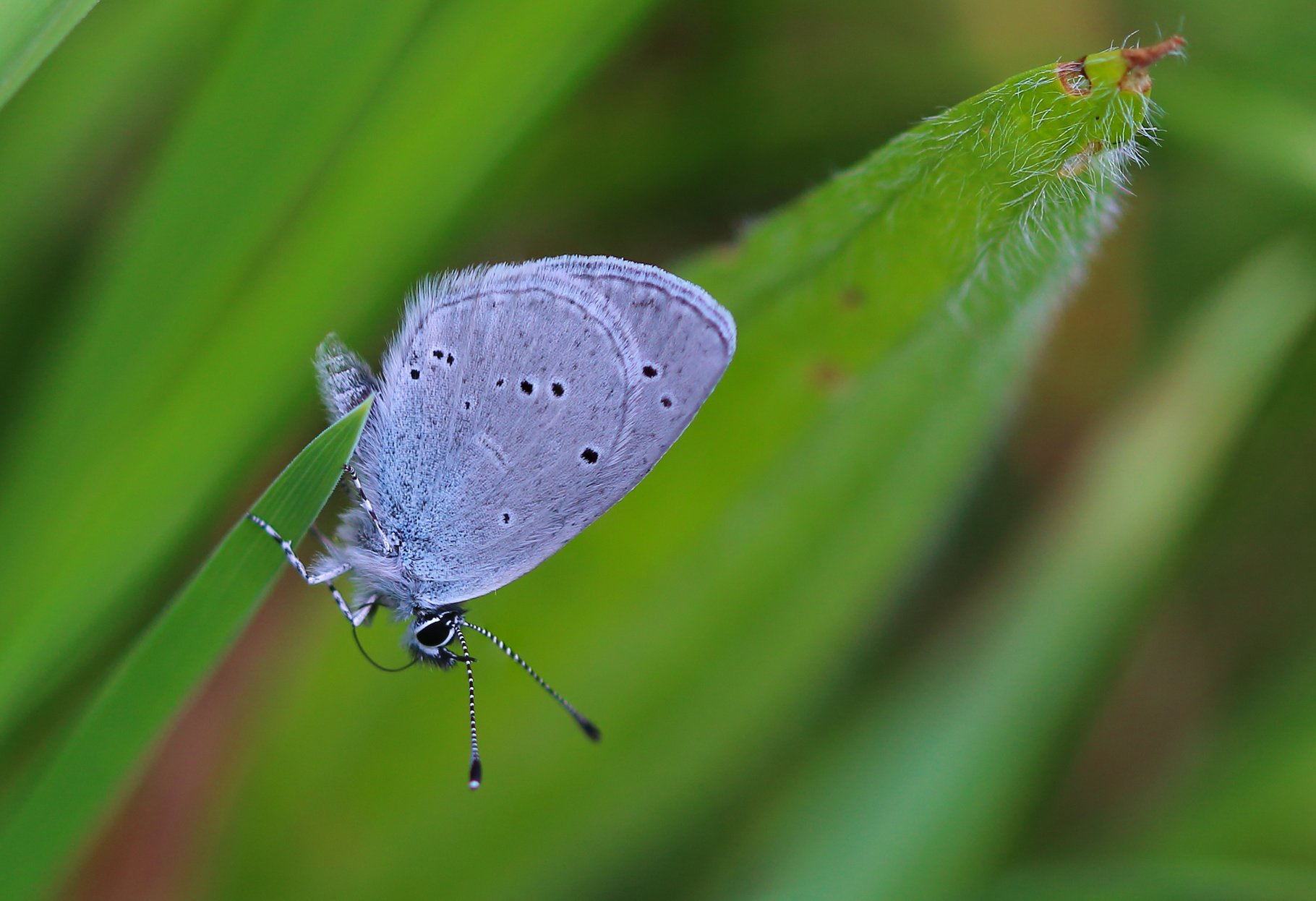Britains Smallest Butterfly