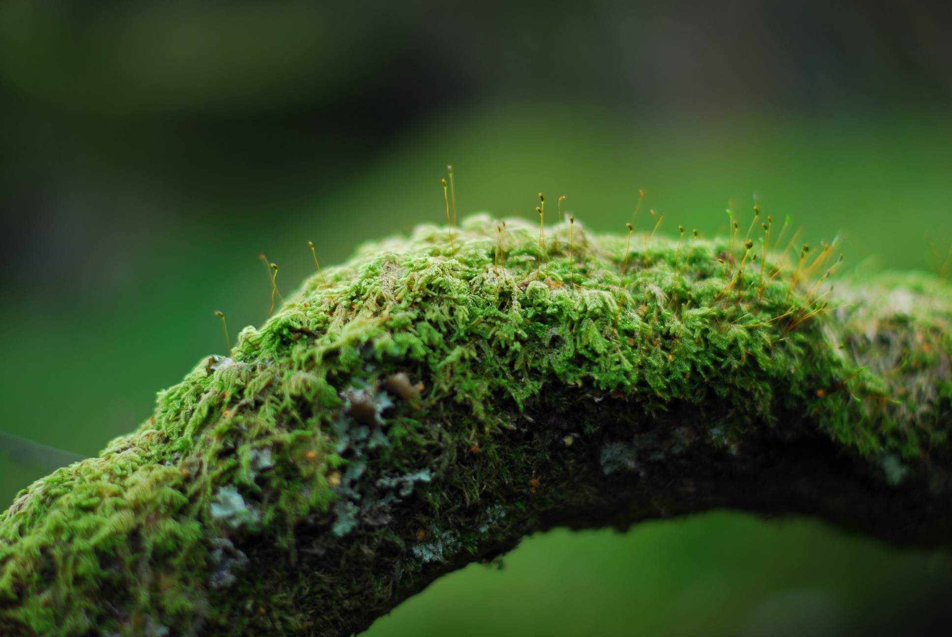 Moss on a Branch